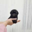퍼피냥 이미지
