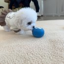 계룡애견 이미지