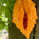 (주)코스모스 이미지