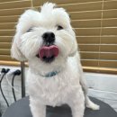 새하얗개 이미지