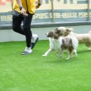 옐레드 애견유치원 & 호텔 고양덕은점 이미지