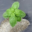 한사랑팜 이미지