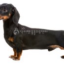 가야동물병원 이미지