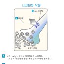 금연보조제 챔픽스 작용 원리 이미지