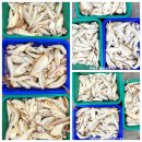 달성낚시 이미지