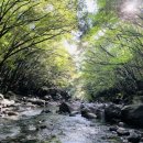 계곡의아침 이미지