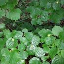 꽃 - 화해 이미지