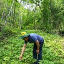 심마니산약초농원 이미지