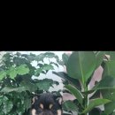 후니네멍멍이 이미지