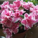 아젤리아 이미지