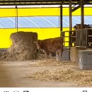 바른 한우 농장 이미지