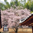 밀양향교 이미지