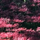 성주산자연휴양림 이미지