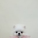 땡글하개 이미지