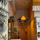 양말코히 이미지