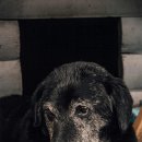 반려동물병원 이미지