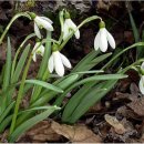 스노우드롭 이미지