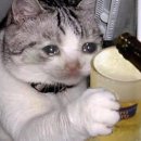 (주)연합세이프티 | 10. 최대 도파민 F1