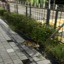 야밤포차&야밤치킨 이미지