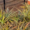 하와이새우트럭송도점 | 하와이 신혼여행 7박 9일 4일차 (돌플랜테이션,파타고니아,새우트럭,샥스코브,ZIGU)