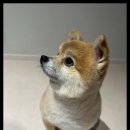 멍했냥 평택본점 이미지