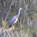 흰얼굴왜가리(White-faced heron) 이미지