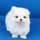 강아지분양 멍블랑 인천청라본점 이미지