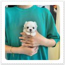 퍼피로그 강아지분양 창원점 이미지