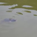 무태낚시터 이미지