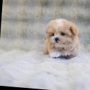 달링하이울산 이미지