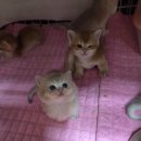 골든캣 골드브숏 골드먼치킨 평택전문점 이미지