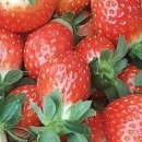 드림1농장 이미지