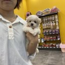 나라애견본점 이미지