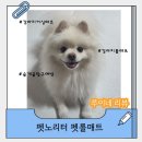 펫노리터 펫롤매트 사용후기｜오래된 거실 매트 교체하고 루이가 더 편해진 반려생활