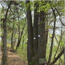 유채꽃길 이미지