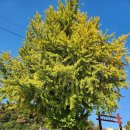 나무이야기 이미지