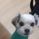 광진24시 필동물병원 이미지