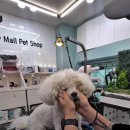 메리몰펫샵 | [남포동 강아지 미용] 메리몰펫샵 리얼 후기! 17회 단골이 증명하는 비숑 가위컷 실력