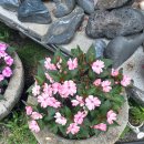 효자촌묵집 이미지