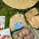 친환경 토마토 이미지