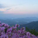 황매산만남의광장 | 합천 황매산 철쭉축제 실시간 개화현황 및 주차정보 (2026.5.1.)
