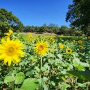 고인돌 조형물 이미지