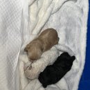 앨리스코리아켄넬 이미지