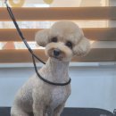 헤어 컹컹 이미지