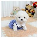 여성의집 | 단양강아지분양 30대 싱글 여성의 말티즈 이동분양 후기 – 유앤미펫