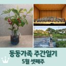 동동가족 주간일기 5월 셋째주 / 국립극장 음악회 / 천냥금 수경재배 / 계양천