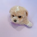 디어마이퍼피 이미지