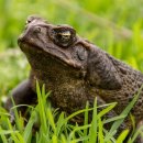 두꺼비한의원 이미지