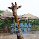 동물택시 | 방콕 사파리월드 택시투어 후기 / 마린월드 동물쇼 시간표 / 먹이주기 체험