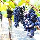 흙진주포도체험마을 이미지